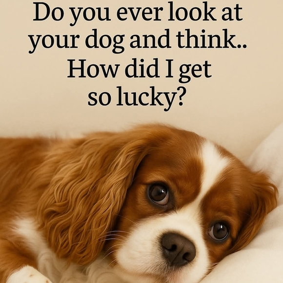 My yorkie has passed my heart is broken ๐ But Above My New Puppy A Fab Gift - Picture 14 of 14